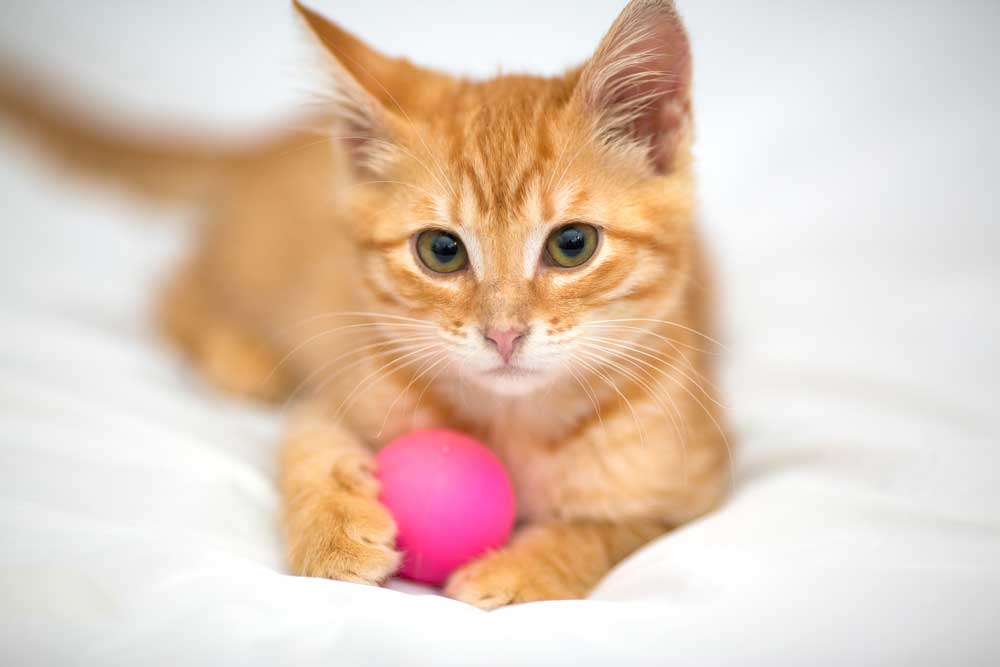 Pet Wellness Exams in Glendale
