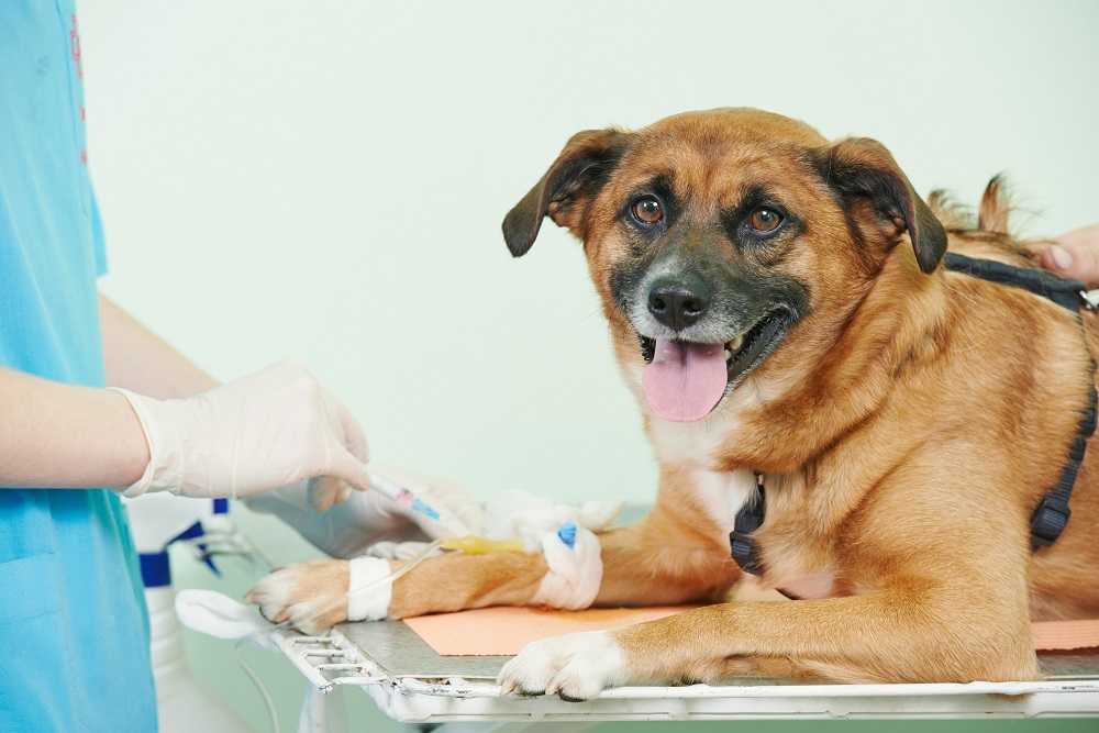 Pet Surgery in Glendale