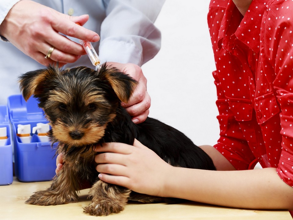 Pet Vaccinations in Glendale